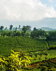 Motor City Fuel Region: Costa Rica-Selden & Kingsley